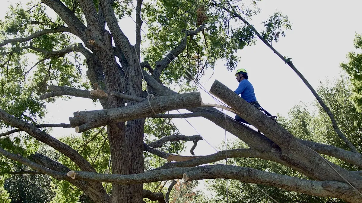 Professional Crown Thinning performed by certified arborists in Hayesville
